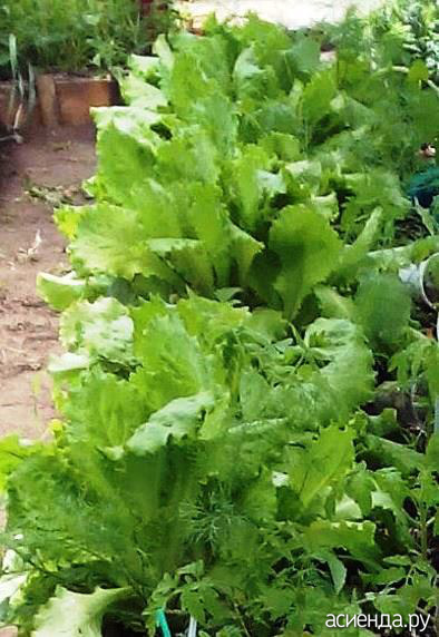 Выращиваю салат