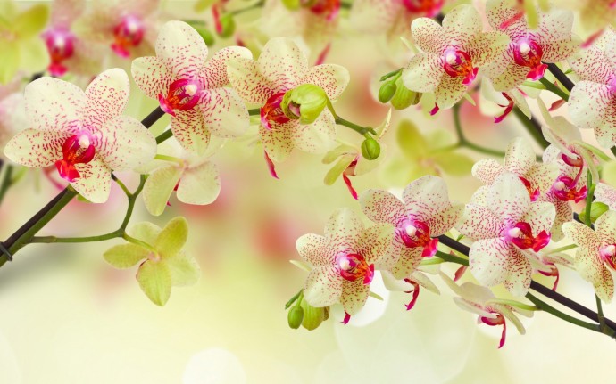 ​4 самых полезных совета в выращивании орхидей 0