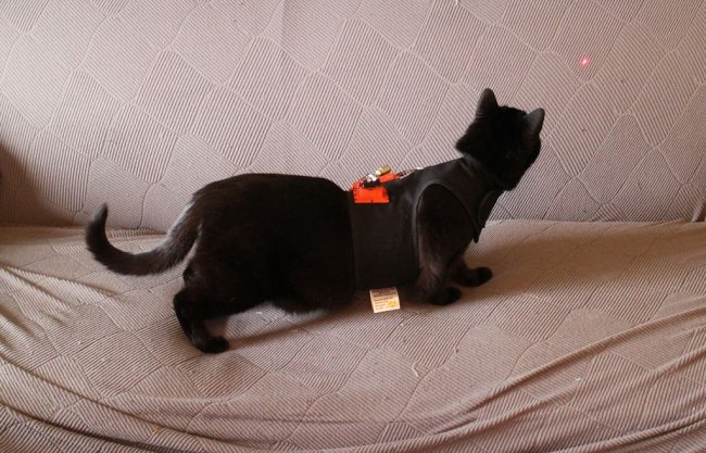 Лазерная указка - игрушка для кота или собаки