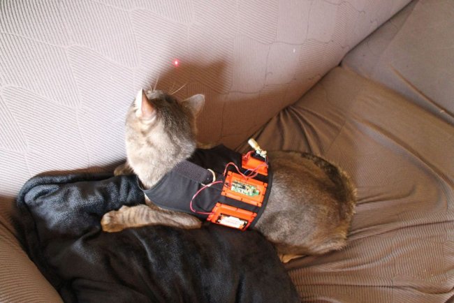 Лазерная указка - игрушка для кота или собаки