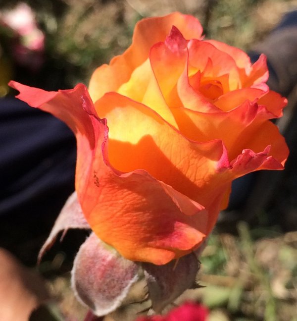 Роза чайно-гибридная «Сальвадор» Мои розы.