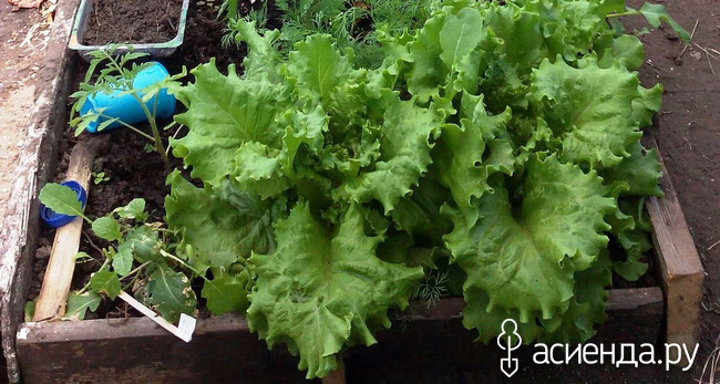 Выращиваю салат
