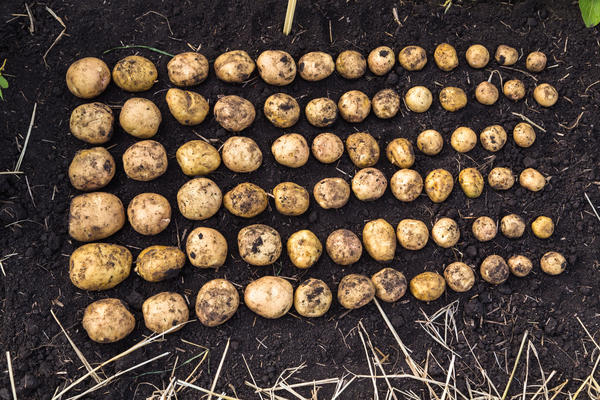 Картофель для посадки отбирают после выкопки