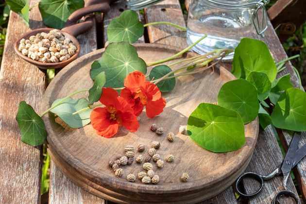 Настурция: лечебные свойства листьев и цветов