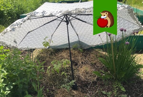 Выбросили сломанный зонт на помойку? А зря! В огороде ему есть как минимум 5 полезных применений. Часть 2