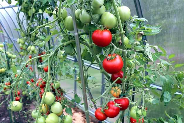 Как улучшить завязывание томатов в теплице