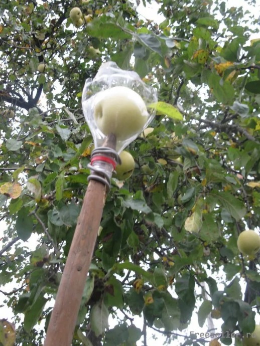 Как сделать бюджетное и удобное приспособление для сбора фруктов на высоких деревьях 4