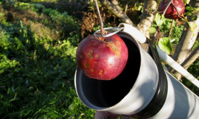 Как сделать бюджетное и удобное приспособление для сбора фруктов на высоких деревьях 2