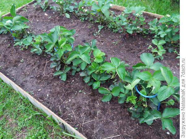 Клубничный секретик: теперь ягоды на землю не ложатся