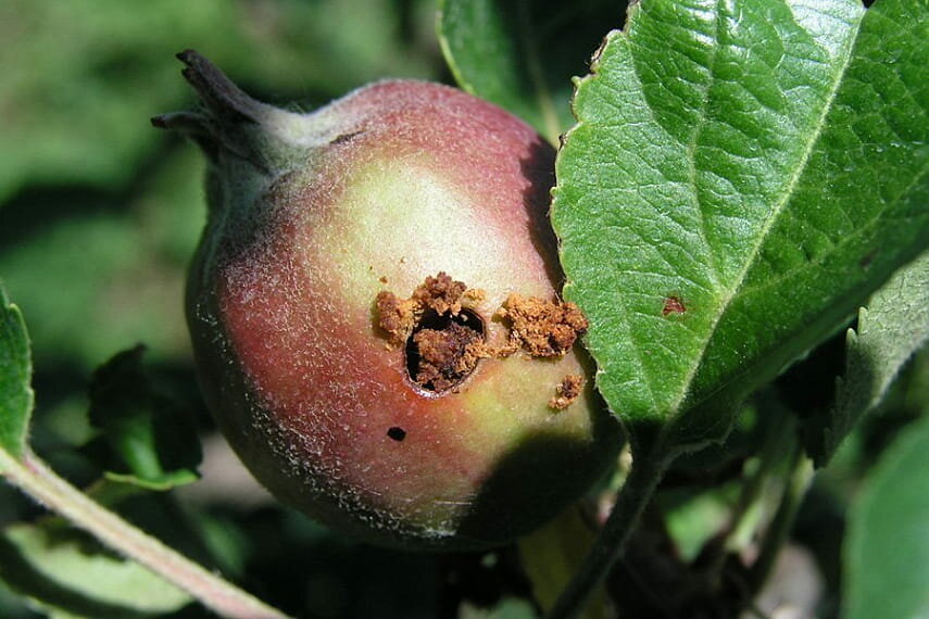 Яблоня начала завязывать плоды: что сделать сейчас, чтобы завязи не осыпались, а урожай был больше