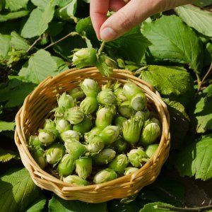5 веских причин посадить в огороде орешник: зачем он вам нужен и что даст кроме урожая