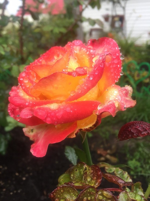 Розы в июне: как обрезать, чем подкормить и обработать