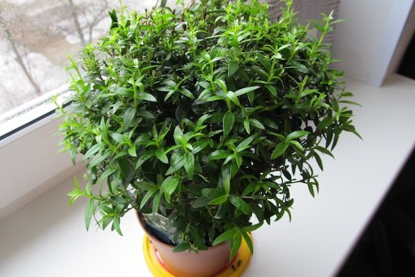 Самые ароматные комнатные растения: что посадить, чтобы квартира благоухала?