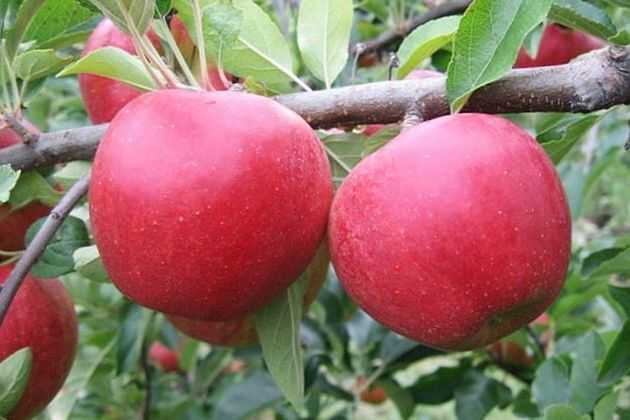 Уэлси – изобильный сорт яблони