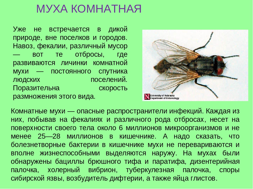 Интересный и почти бесплатный метод борьбы с мухами и комарами