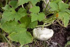 Кабачки и патиссоны: агротехника – залог урожая