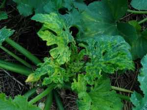Причины пожелтения и скручивания листьев огурца и томата