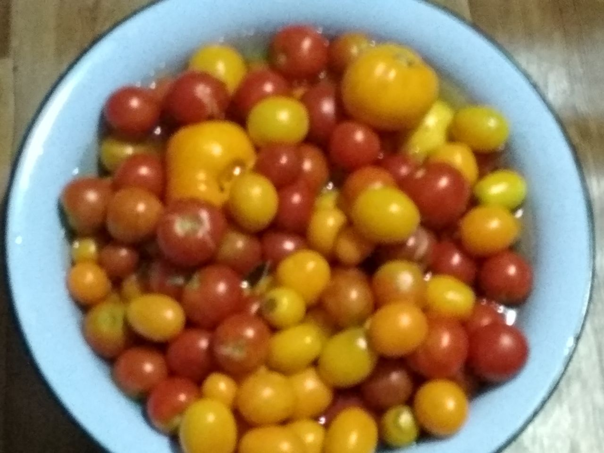 Это мой сегодняшний урожай помидоров