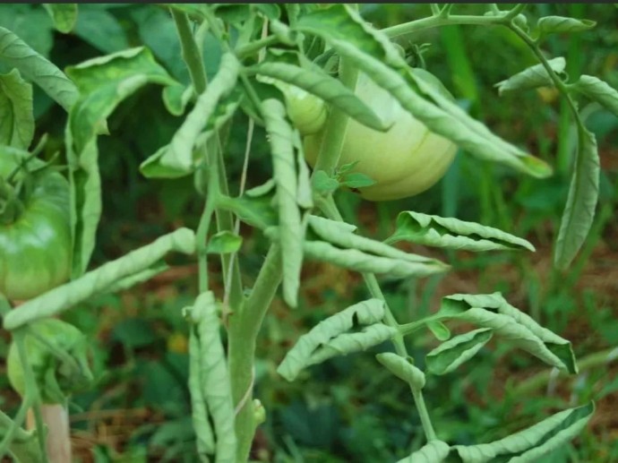 Меры по предотвращению скручивания листьев у томатов