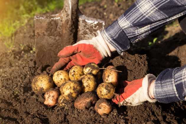 Как подготовить к хранению семенной картофель
