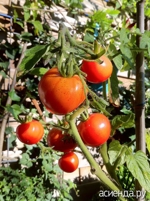Как выращивать сладкие помидоры