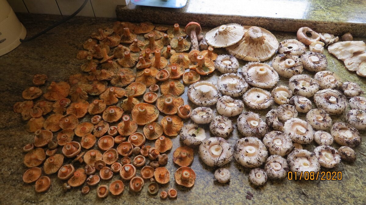 Переработка грибов: бессмысленные привычки, крадущие наше время.