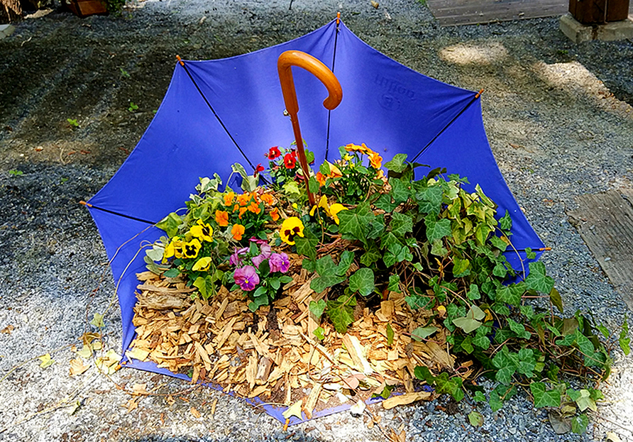 Старый зонт — вторая жизнь на огороде