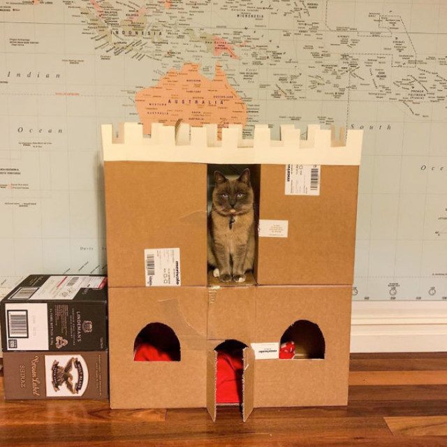 Кошачьи картонные замки и крепости