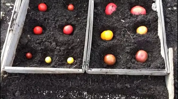 Необычный способ посадки томатов осенью,чтобы избежать проращивания семян и ухода за рассадой