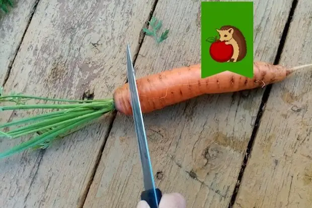 Когда убирать морковь с грядки, чтобы она лучше и дольше хранилась