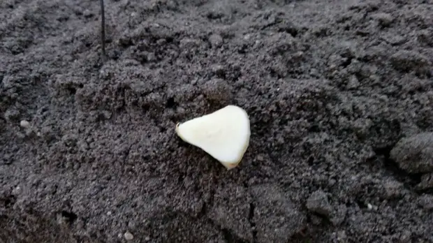Разрезанный зубок чеснока имеет форму капельки. Фото автора