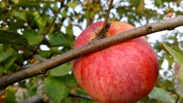 Яблоко на ветке. Фото автора
