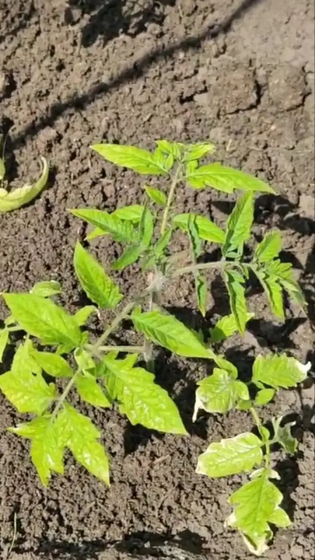 Необычный способ посадки томатов осенью,чтобы избежать проращивания семян и ухода за рассадой