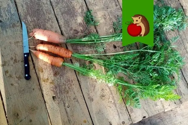 Как нужно обрезать ботву у моркови, чтобы она лучше и дольше пролежала