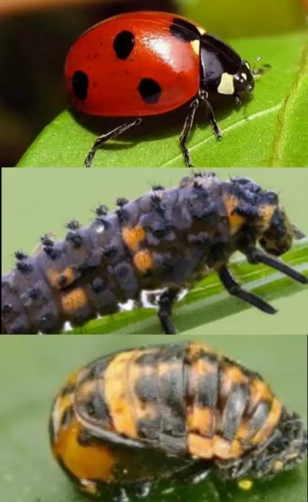 Полезные насекомые и животные на даче и огороде.
