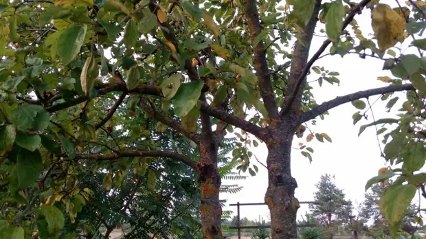 Ветки яблони должны наклоняться к земле. Тогда будут плоды. Фото автора