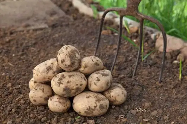 урожай картофеля выкопан: как его сохранить