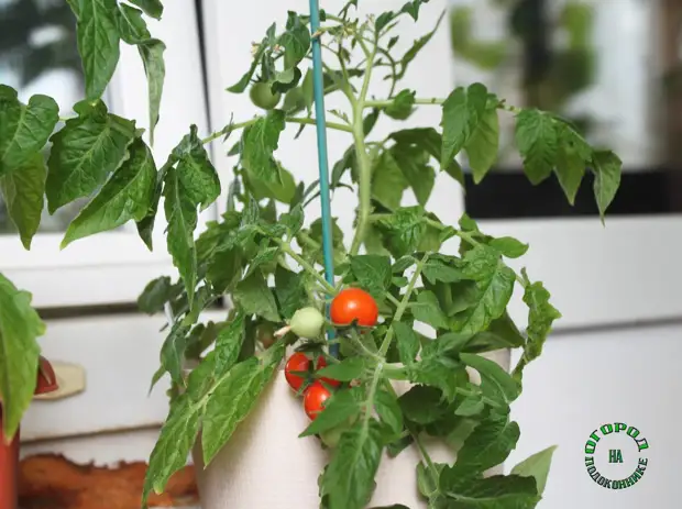 5 сортов томатов, которые отлично растут в домашних условиях