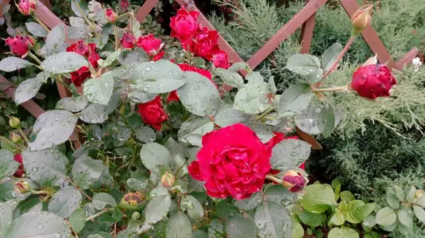 Розы в моем саду. Фото автора