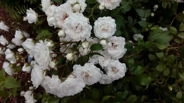 Роза в моем саду. Белая. Фото автора 