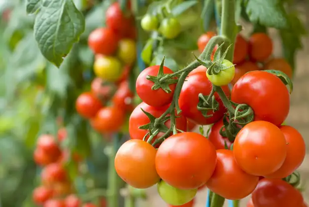 Свежие томаты круглый год: как вырастить помидоры дома