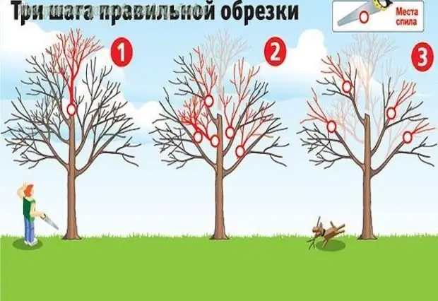 Как вернуть деревьям былую силу (три шага правильной обрезки)
