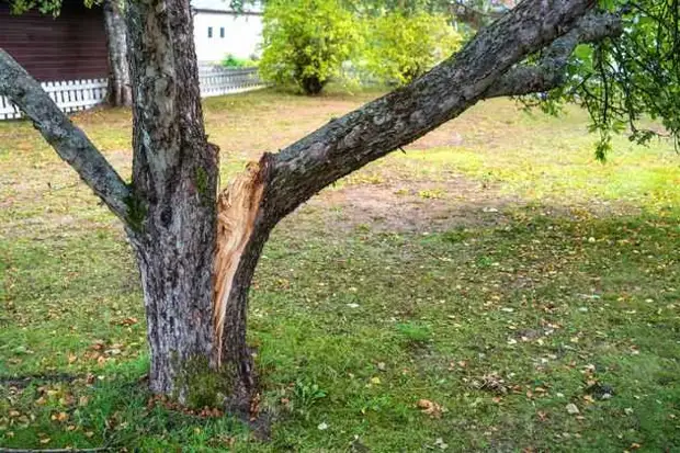 бинтование повреждённого дерева