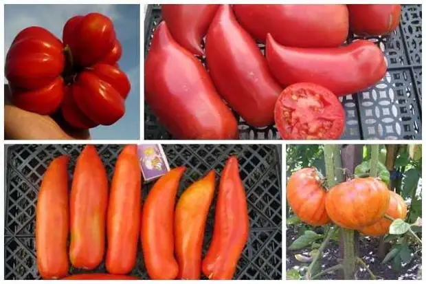 сорта томатов: отбираем лучшие