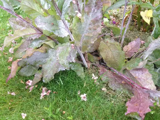 Как сделать кефирную сыворотку для сада от вредителей и грибных заболеваний фитофторы и серой гнили