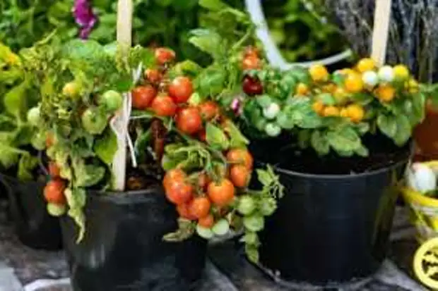 томаты можно выращивать на окне
