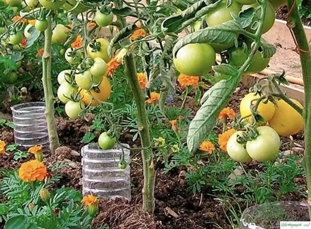 Как поливать помидоры из пластиковых бутылок