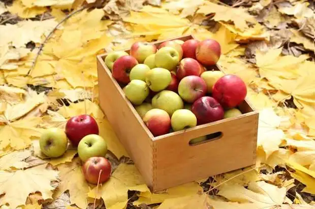 почему появляется потемнение мякоти яблока