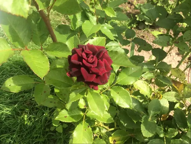 Розы. Фото автора