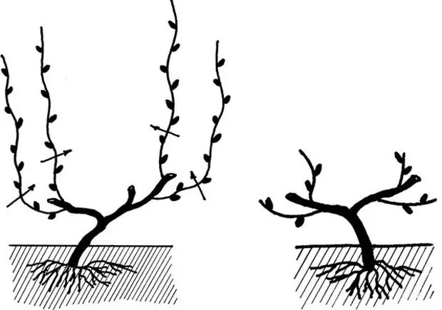 Слева схема обрезки осенью третьего года; справа - удаление пенька. Фото из книги Сад и огород. Секреты лёгких урожаев